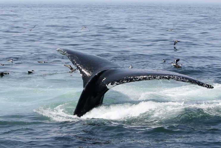 Amérique du Nord et Amérique Centrale